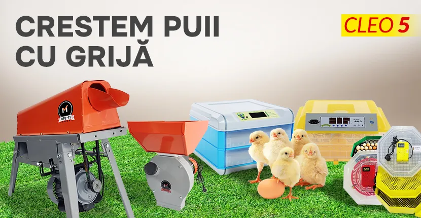 Выращиваем цыплят с заботой !!!